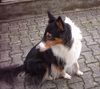 Langhaarcollie Foto: Britta vom Wasserschloss / Amerikanischer Collie (ID 13396) Langhaarcollie Hund