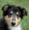 Langhaarcollie Hund