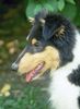 Langhaarcollie Hund