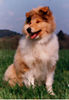 Langhaarcollie Foto: Collies vom Schloß Elkofen (ID 24259) Langhaarcollie Hund