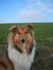 Langhaarcollie Foto: Cheyenne mit 8 1/2 Monaten (ID 29526) Langhaarcollie Hund