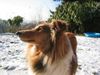 Langhaarcollie Foto: Ein Voooogel!!! (ID 29525) Langhaarcollie Hund