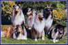 Langhaarcollie Hund