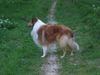 Langhaarcollie Hund