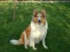Langhaarcollie Foto: Lea im Garten (ID 12225) Langhaarcollie Hund