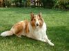 Langhaarcollie Foto: Lea bei uns im Garten (ID 14501) Langhaarcollie Hund