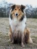 Langhaarcollie Foto: Es gibt auch dreckige Collies :P (ID 38367) Langhaarcollie Hund