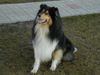 Langhaarcollie Hund
