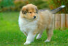 Langhaarcollie Foto: Anakin Skywalker from the Stirling Castle (ID 36420) Langhaarcollie Hund