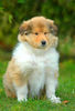 Langhaarcollie Foto: Anakin Skywalker from the Stirling Castle (ID 36421) Langhaarcollie Hund