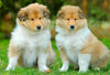 Langhaarcollie Foto: Anakin Skywalker und Alisha from the Stirling Castle (ID 36422) Langhaarcollie Hund