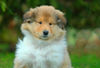 Langhaarcollie Foto: Anakin Skywalker from the Stirling Castle (ID 36423) Langhaarcollie Hund