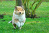 Langhaarcollie Foto: Alisha from the Stirling Castle (ID 36424) Langhaarcollie Hund