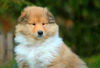 Langhaarcollie Foto: Alisha from the Stirling Castle (ID 36427) Langhaarcollie Hund