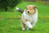Langhaarcollie Foto: Acky from the Stirling Castle (ID 36430) Langhaarcollie Hund