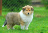 Langhaarcollie Foto: Acky from the Stirling Castle (ID 36431) Langhaarcollie Hund