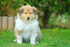 Langhaarcollie Foto: Acky from the Stirling Castle (ID 36432) Langhaarcollie Hund
