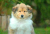 Langhaarcollie Foto: Acky from the Stirling Castle (ID 36433) Langhaarcollie Hund