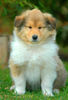 Langhaarcollie Foto: Acky from the Stirling Castle (ID 36434) Langhaarcollie Hund