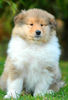 Langhaarcollie Foto: Lord Ashley from the Stirling Castle (ID 36438) Langhaarcollie Hund
