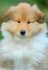 Langhaarcollie Foto: Agent Scully from the Stirling Castle (ID 36442) Langhaarcollie Hund