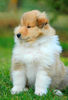 Langhaarcollie Foto: Agent Scully from the Stirling Castle (ID 36443) Langhaarcollie Hund