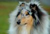 Langhaarcollie Foto: Blue merle Collie (ID 17910) Langhaarcollie Hund
