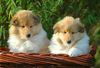Langhaarcollie Foto: 7 Wochen alte Welpen (ID 36445) Langhaarcollie Hund