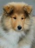 Langhaarcollie Foto: 3 Monate alter Welpe (ID 17911) Langhaarcollie Hund