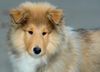 Langhaarcollie Foto: 3 Monate alter Welpe (ID 17912) Langhaarcollie Hund