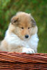 Langhaarcollie Foto: 7 Wochen alt (ID 36448) Langhaarcollie Hund