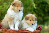 Langhaarcollie Foto: 7 Wochen alte Welpen \ (ID 36446) Langhaarcollie Hund
