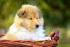 Langhaarcollie Foto: 7 Wochen alt (ID 36449) Langhaarcollie Hund
