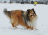 Langhaarcollie Foto: auf dem Hundeplatz (ID 20462) Langhaarcollie Hund