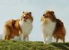 Langhaarcollie Hund