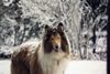 Langhaarcollie Hund