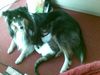 Langhaarcollie Foto: mein hund und meine Katze beim kuscheln (ID 42331) Langhaarcollie Hund