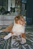Langhaarcollie Hund