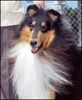 Langhaarcollie Foto: Das ist Helga (ID 12219) Langhaarcollie Hund