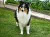 Langhaarcollie Hund