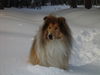 Langhaarcollie Foto: denny im schnee (ID 35707) Langhaarcollie Hund