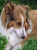 Langhaarcollie Hund