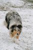 Langhaarcollie Foto: Loona (Diamond Girl of Kingly Shine) mit 9 Monaten (ID 8328) Langhaarcollie Hund