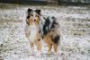 Langhaarcollie Foto: Loona (Diamond Girl of Kingly Shine) mit 9 Monaten (ID 8327) Langhaarcollie Hund