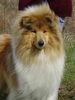 Langhaarcollie Foto: Lady Mila vom Brüggener-Land zobel-weiss hündin (ID 35959) Langhaarcollie Hund