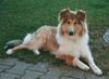 Langhaarcollie Foto: Lassie mal dreckig (ID 10917) Langhaarcollie Hund