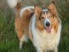 Langhaarcollie Foto: Das ist Lea, wenn sie spielen möchte. (ID 14502) Langhaarcollie Hund