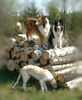 Langhaarcollie Hund