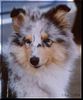 Langhaarcollie Hund