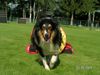 Langhaarcollie Hund